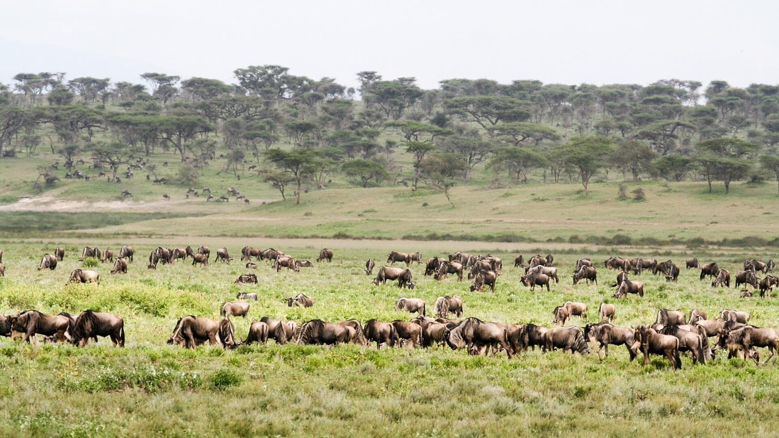 Manada de gnus pastando em planície verde com acácias ao fundo, perto de Ndutu