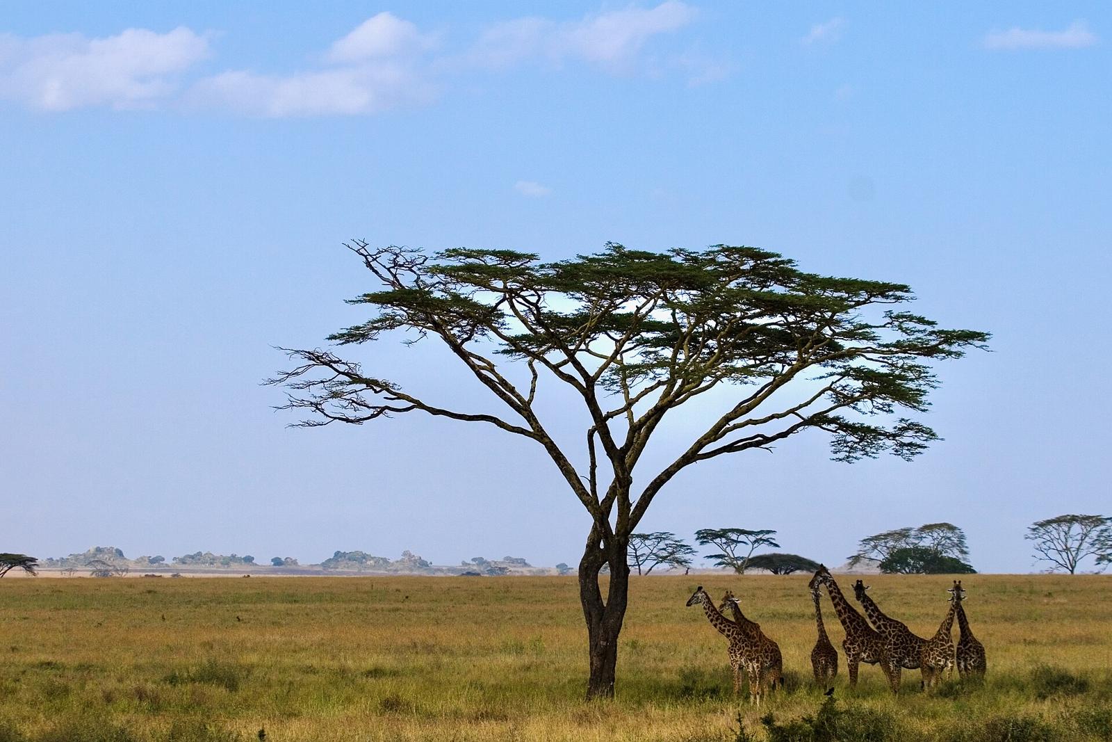 Girafas sob uma acácia isolada na planície do Serengeti, com céu azul