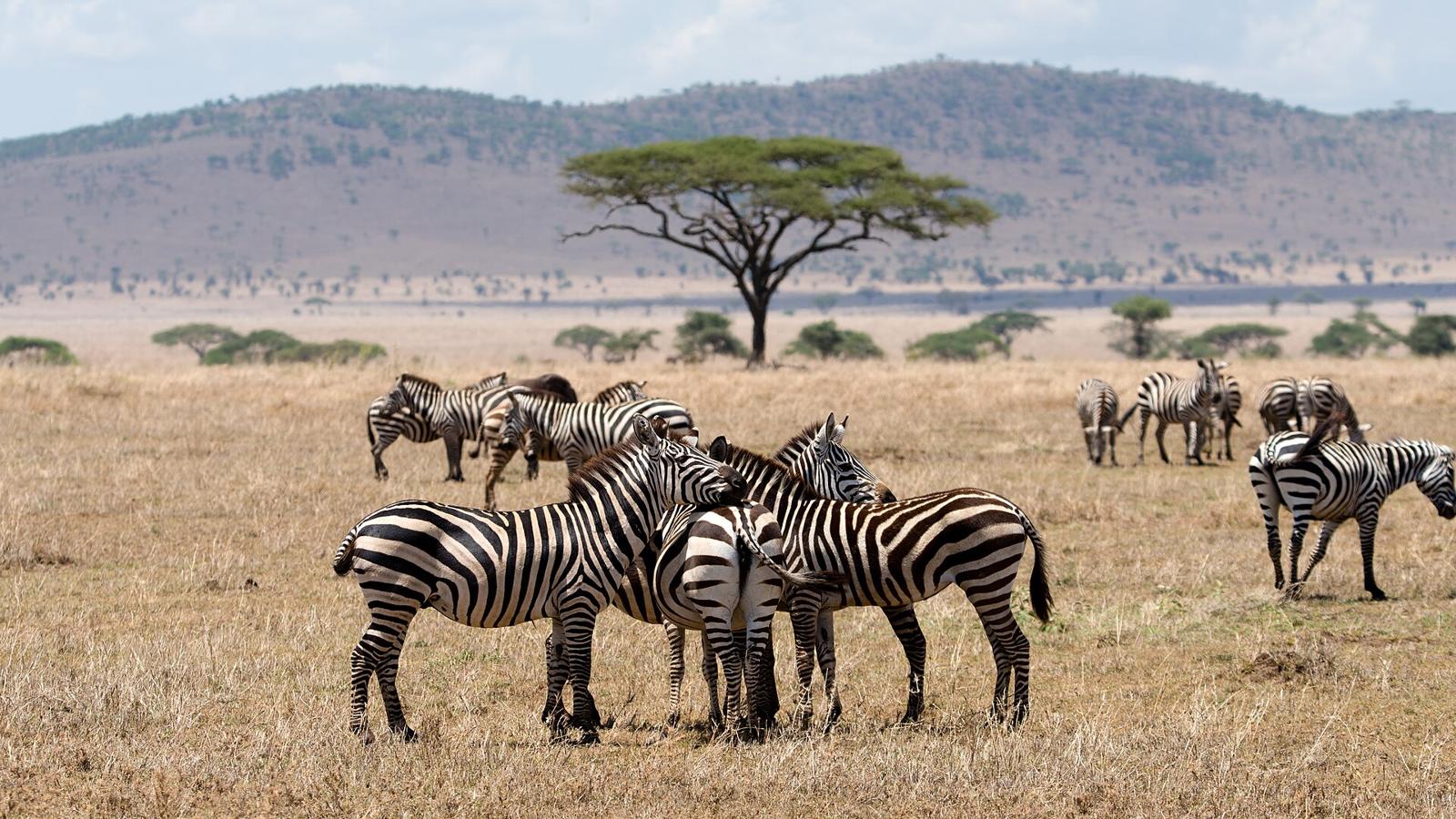 Grupo de zebras em capim seco, com uma acácia e colinas ao fundo